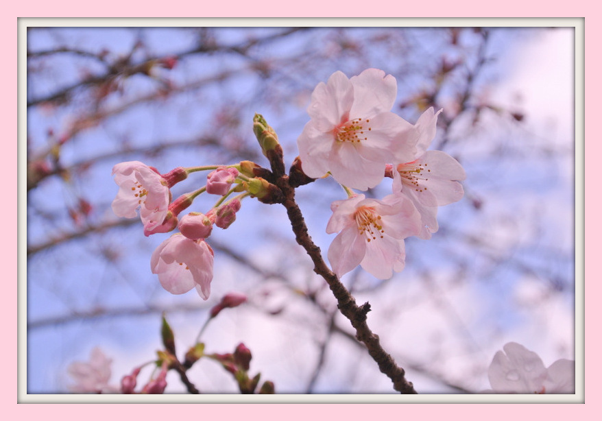 桜 late-flowerin